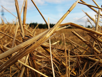 Straw, hay, macro, makro HD wallpaper