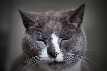 Animals, Cat, Muzzle, Spotted, Spotty, Sleepy HD wallpaper