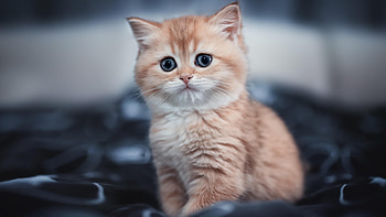 Light Brown White Fur Cat Kitten With Stare Look Is Sitting On Satin Cloth In Blur Background Kitten HD wallpaper