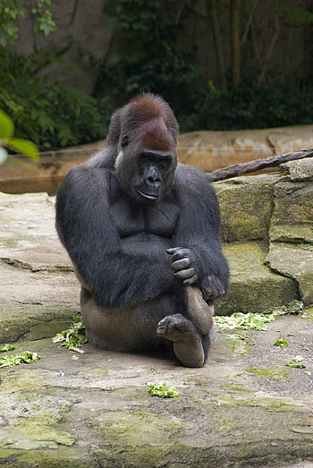 Gorilla tag , Gaming inspiration, Digital artistry, Virtual adventure HD phone wallpaper