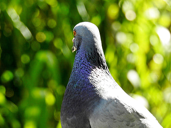 Sunshine On A Rock Dove, Bird, Rock Dove, graphy, Sunshine HD wallpaper