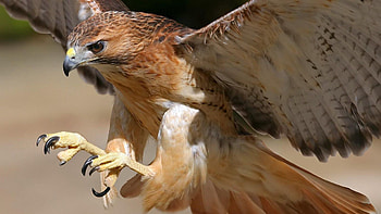 Animals, Bird, Beak, Predator, Flight, Wings, Eagle HD wallpaper