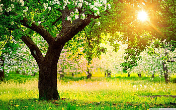 One Sunny Spring Day_Telasm 16:9 16:10 : High Definition HD wallpaper