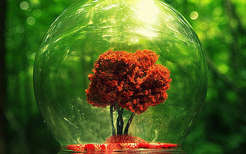 Magic Ball, magic, ball, red, glass, tree HD wallpaper