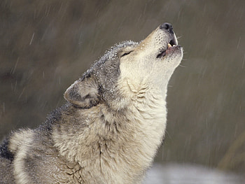 Animals, Wolfs HD wallpaper