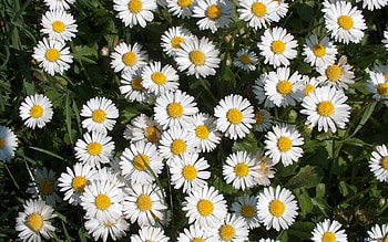 Plants, Flowers, Camomile HD wallpaper