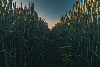 Nature, Grass, Field, Path, Ears, Spikes HD wallpaper