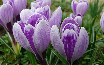 Flowers, Close-Up, Buds, Spring, Primrose, Crocuses HD wallpaper