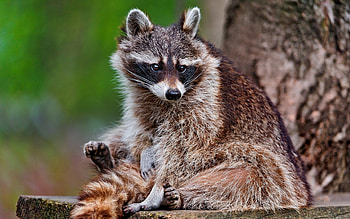 Animals, Wood, Tree, Striped, Beast, Raccoon HD wallpaper