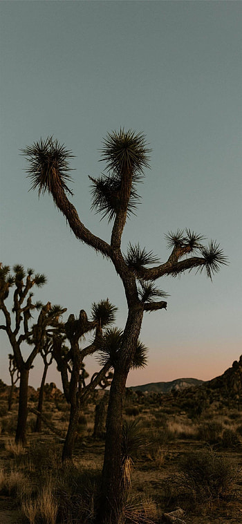 Joshua Tree National Park, , , Serene beauty HD phone wallpaper