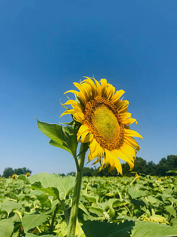 Flowers, Leaves, Petals, Field, Sunflower HD phone wallpaper