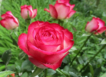 Pink Beauties, nature, flowers, buds, roses HD wallpaper