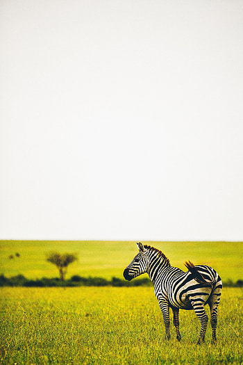 Animals, Grass, Savanna, Zebra, Greens, Striped, Wildlife, Animal HD phone wallpaper