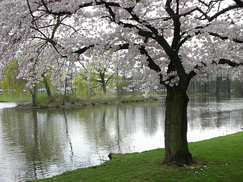 Spring at the river, river, reflection, spring, water, blossom, tree HD wallpaper