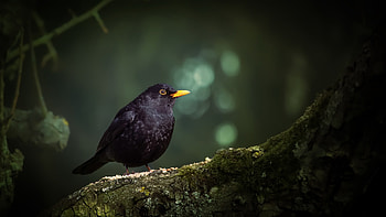 Common Blackbird, Stunning wingspan, Black beauty, Wildlife encounters HD wallpaper
