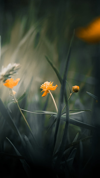 Little Flower, macro, yellow HD phone wallpaper