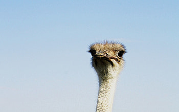 Ostrich, Bird, Minimalism, Head HD wallpaper