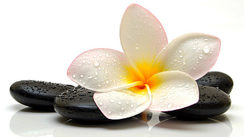 Drop of plumeria, Zen-like beauty, Serene and peaceful, Nature's tranquility HD wallpaper