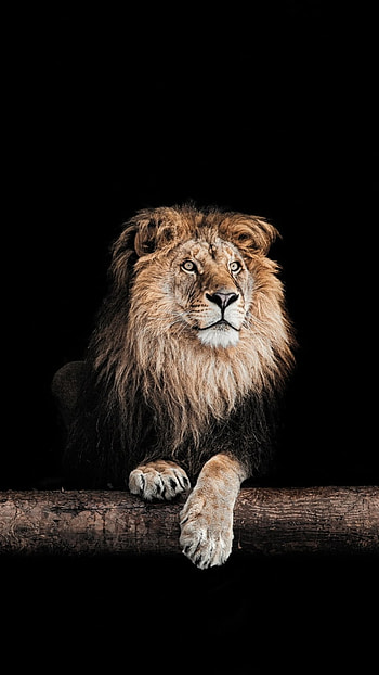 Regal Midnight Lion | King on Black | Majestic Mane | Nighttime Pride | Lion , Animal, lion HD phone wallpaper