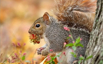 Animals, Squirrel, Eyes, Ears, Paws, Nut HD wallpaper