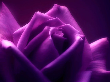 Purple rose, flowers, roses HD wallpaper