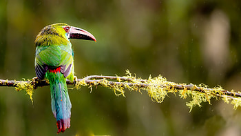 Toucan, animal, nature, bird HD wallpaper