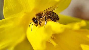 Bee on a Daffodil, daffodil, animal, graphy, beautiful, wide screen, wildlife, bee, flower HD wallpaper