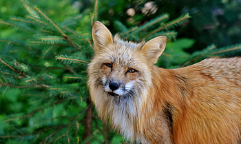 Animals, Fox, Predator, Wildlife, Squint HD wallpaper