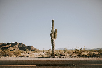 Nature, Mountains, Desert, Road, Cactus HD wallpaper