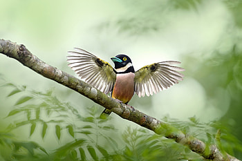 Bird, wings, green, pasare, cute HD wallpaper