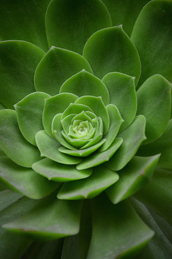 House plants, succulent, plants, bonsai, close up HD phone wallpaper