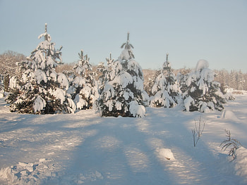 Landscape, Winter, Snow, Fir-Trees HD wallpaper