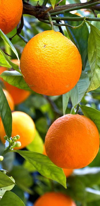 Food orange, Citrus fruit, Nutritious snack, Healthy eating HD phone wallpaper