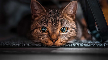 Brown Black Cat With Stare Look Is Sitting Inside Car Cat HD wallpaper