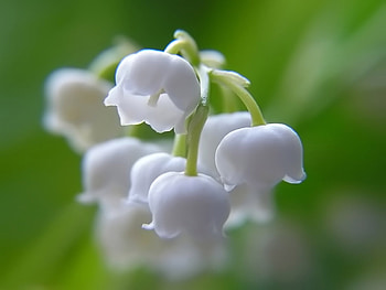 Plants, Flowers, Lily Of The Valley HD wallpaper