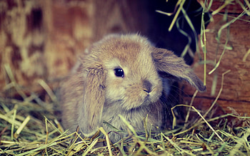 Holland Lop, Bunnies HD wallpaper