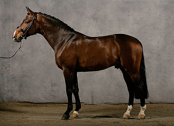 Anglo-Arab, english, crossbreed, horses, arabian, racehorse HD wallpaper
