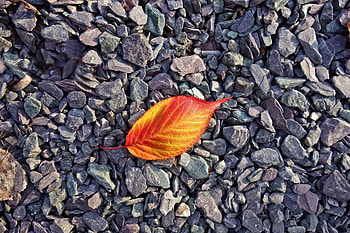 Nature, Stones, Autumn, Sheet, Leaf HD wallpaper