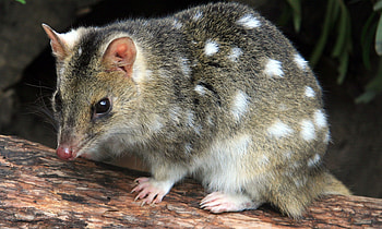Quoll, animal, australian, marsupial HD wallpaper