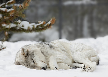 Animal, Wolf, Sleeping, Snow, Winter, Wolves HD wallpaper