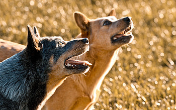 Animals, Nature, Dogs, Background HD wallpaper