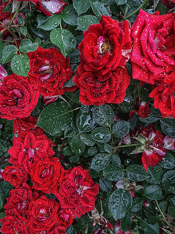 Red roses, beautiful, rain, drops, nature, raindrops, pattern, redroses, rose, naturepattern HD phone wallpaper