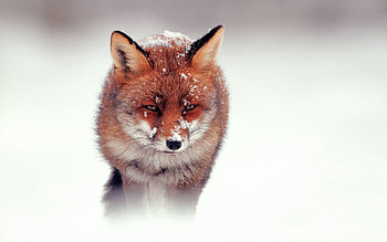 Animals, Snow, Fox, Stroll, Hunting, Hunt, Wind HD wallpaper