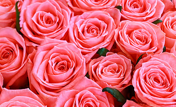 Fresh pink roses, flowers HD wallpaper