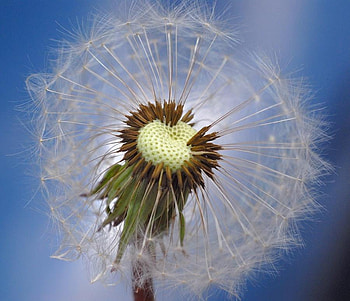 universe, blue, dandelion, nature, seed, close up HD wallpaper