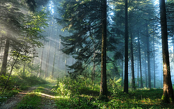 Landscape, Nature, Trees HD wallpaper