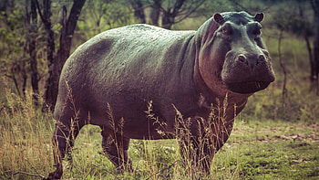 Hippo , Stunning backgrounds, Wildlife beauty, Nature's marvels HD wallpaper