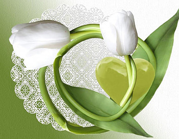 Duel Tulips, white, nature, flowers, tulips HD wallpaper