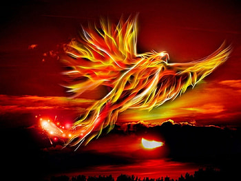 Phoenix!, phoenix, nature, bird, red HD wallpaper