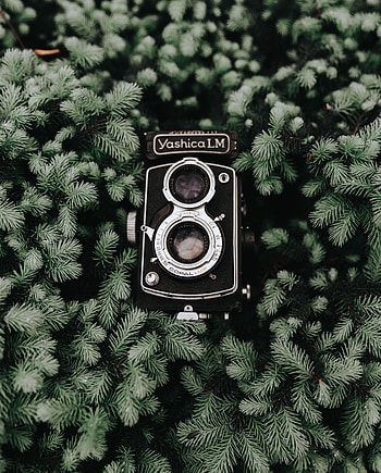 Needle, Coniferous, Branches, Vintage, Retro, Technologies, Technology, Camera HD phone wallpaper